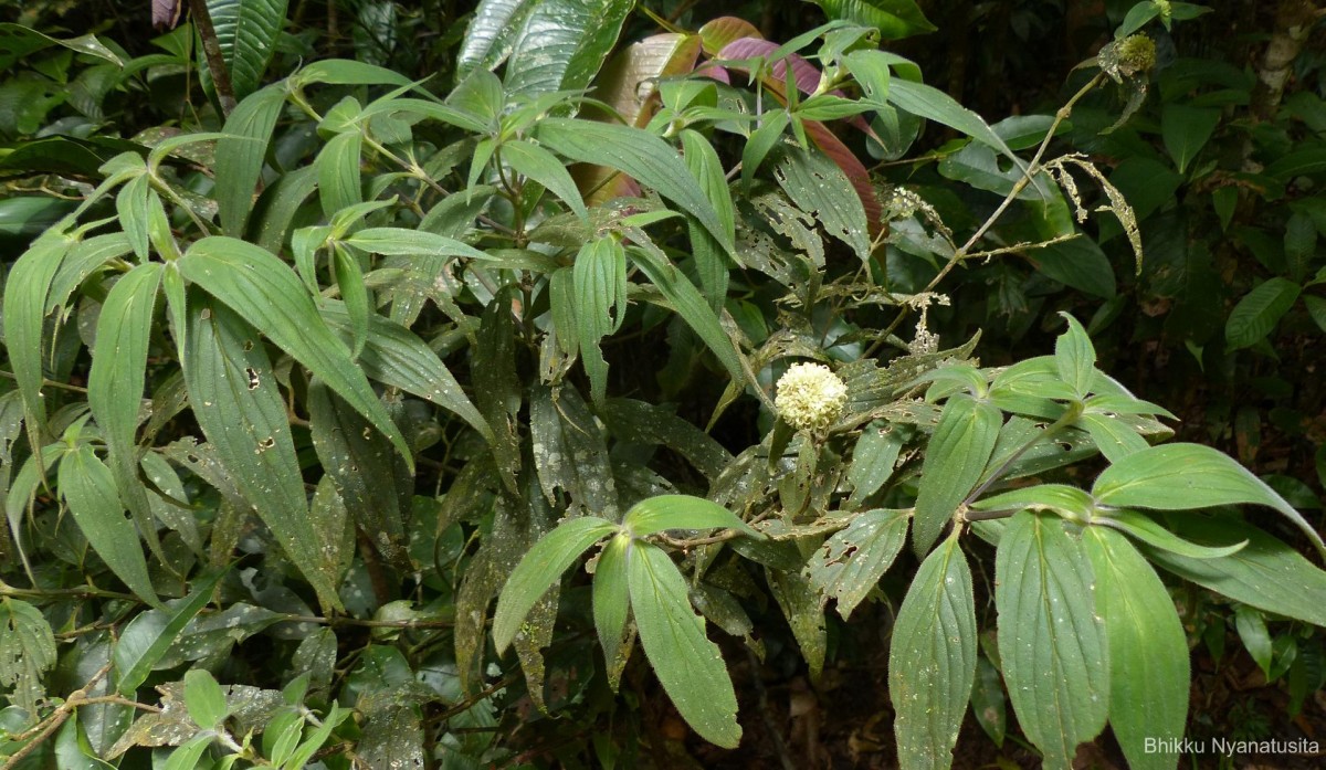 Hedyotis thwaitesii Hook.f.